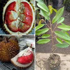 Kertas kerja pertanian kertas : Jual Azzahra Berkah Bibitku Durian Merah Bibit Tanaman Terbaru Juni 2021 Blibli