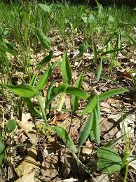 Image result for Clutia sessilifolia