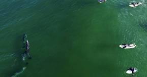 Roundhouse Aquarium Presents “Why Do Dolphins Surf?”