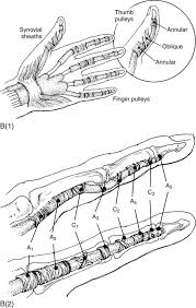 Occupational therapist discusses function of fds and fdp tendons Flexor Tendon Injury Musculoskeletal Key