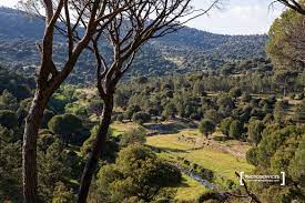Hoy toca infografía de cómo diferenciar los pinos en la península ibérica #bosques #montes #pinares pic.twitter.com/fcssywgbti. Un Paseo En Torno A El Hoyo De Pinares Siempre De Paso