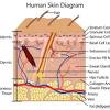 Skin also helps maintain a constant body temperature. 1