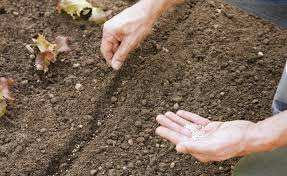 In unseren breiten bieten sich daher die jahreszeit frühjahr oder. Aussaat Pflanzen Zeiten Und Tipps Mein Schoner Garten