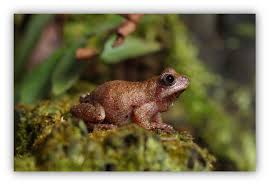 Image result for Sorghastrum fuscescens