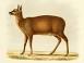 Image of What is Uttarakhand state animal?