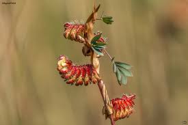 Image result for Kotschya strobilantha