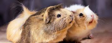 Syrian breeds, were originally discovered in the middle east region in and around the country of syria, sometime around 1797. Guinea Pig Rescue Near Me Guinea Pig Rescue Rehoming