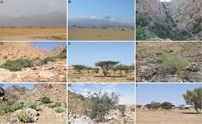 Image result for Leucas neuflizeana