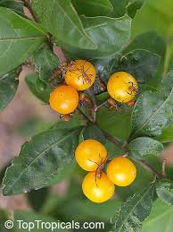 Image result for Solanum linneanum