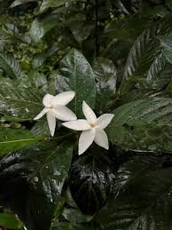 Image result for Aidia micrantha