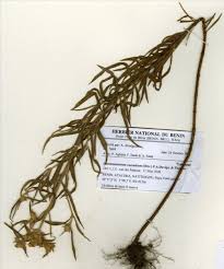 Image result for Haumaniastrum