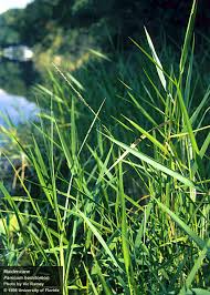 Image result for Panicum pole-evansii