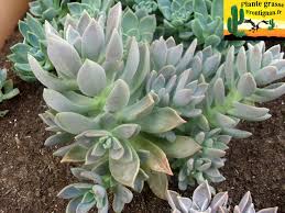 We did not find results for: Plantes Grasses Mediterraneennes