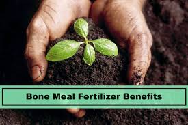 Nitrogen is an essential nutrient for plants. Bone Meal Fertilizer Benefits And What It Does To Plants Plants Spark Joy