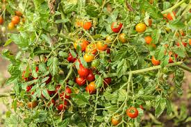 What do you do with all the excess tomatoes your garden produces? Espoma Tomato Woes How To Solve Common Tomato Diseases Espoma