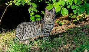 In order to survive, these bad boys had to patrol their territory and scare off any feline intruders with their claws at the. African Cat Names Find Cat Names
