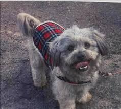 Widnes | dogs for sale by matt owens. Lost Found Pets Of The Triangle Nc Durham Co Nc Aps Found Dog Listings Shared From Petharbor Www Petharbor Com This Dog Id A498125 I Am A Male Gray Shih Tzu