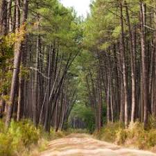 Cette maison en pierres apparentes dans un quartier calme en forêt, vous offre toutes les commodités de mont de marsan, préfecture des landes. The 10 Best Landes Hotels Where To Stay In Landes France