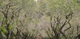 Es decir, empieza con el equinoccio de primavera y termina con el solsticio de verano. G5s Zvpukpfvym