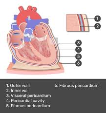 Image result for Pericardium