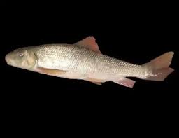 Image result for Pseudocalyx saccatus