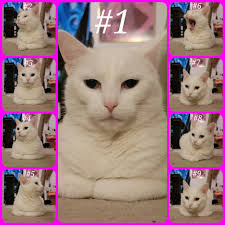 My cat Siren looking Ethereal