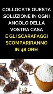 Collocate Questa Soluzione In Ogni Angolo Della Vostra Casa E Gli Scarafaggi Scompariranno In 48 Ore Ammorbidente Fatto In Casa