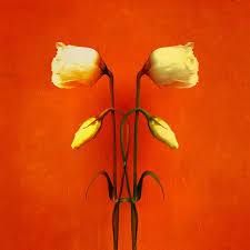 Select from premium elaine taylor of the highest quality. Photo Of The Day By Elaine Taylor Hipstography Hipstamatic