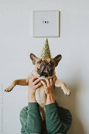 Second Birthday Letters Spell Two And French Bulldog Puppy In A Party Hat By Rachel Gulotta Photograp Dog Birthday Pictures Dog First Birthday Dog Photoshoot