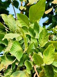 Image result for Fernandoa