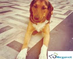 Maltepe Veteriner Acil 7 24 Acik 0216 305 3508