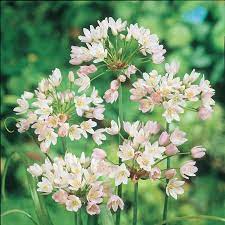 Tulips Com Specialty Bulbs Allium Roseum Grandiflorum Bulbs Spring Flowering Bulbs Bulb Flowers Allium