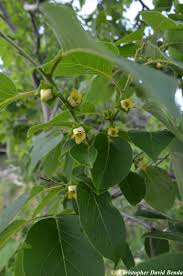 Image result for Diospyros virgata