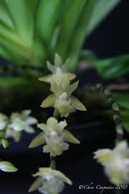 Image result for Diaphananthe pellucida