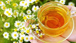 Teh herbal yang tidak mengandung kafein. Teh Yang Tidak Mengandung Kafein Sudah Tahu Belum