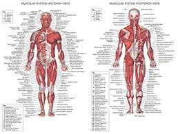 amazon com human body anatomical chart muscular system