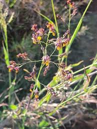 Image result for Panicum subalbidum