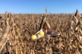 China Buys At Least 1 Million Tonnes Of Us Soybeans After