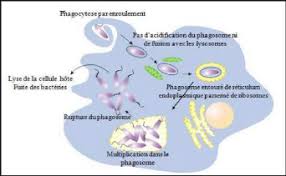 Cancer du pancréas 8125891 : Memoire Online A Tude De La Relation Entre Des Bacteries Legionella Et Des Amibes Isolees D Un Ecosysteme Aquatique A Marrakech Hicham Jediyi