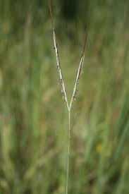 Image result for Diheteropogon filifolius