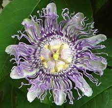 Passion Fruit Passion Flower Flowers Flowering Vines
