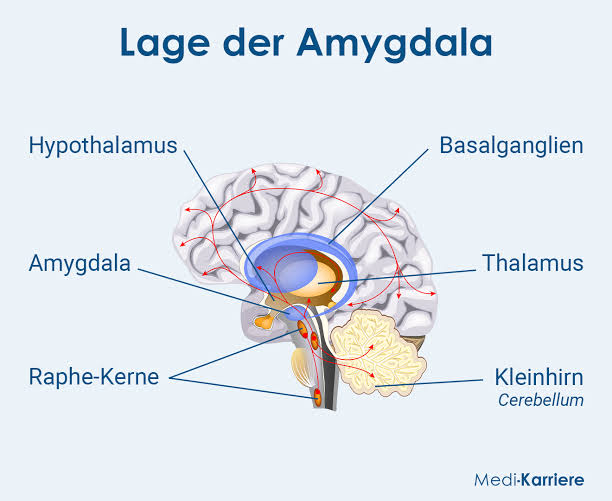 Lage der Amygdala im menschlichen Gehirn, AI generated
