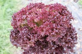 Giovanni, miguel and nikos returned to morpeth in 2015 with lollo rosso. Schmitt S Gemusekiste Lollo Rosso Schmitt S Gemusekiste