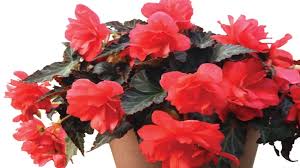 Image result for Begonia iucunda