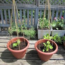 Bear in mind a single tomato plant can produce hundreds of fruit so. Growing Vegetables In Containers Pots How To Guide