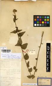 Image result for Stomatanthes