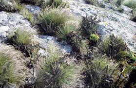 Image result for Cynanchum mulanjense