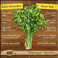 Biasanya kalau beli daun sup, mesti kena beli banyak, mana boleh beli sikit2. Cara Semaian Daun Sup Dengan Menggunakan 3 Kaedah Ini Daun Sup Daun Ketumbar