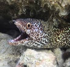 Image result for killer eels