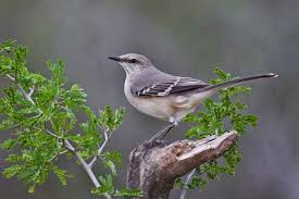 Birds That Sing At Night In Florida Northern Mockingbird Vero Beach Florida 1 24 14 Backyard Birds Watching Bird Life List Backyard Birds